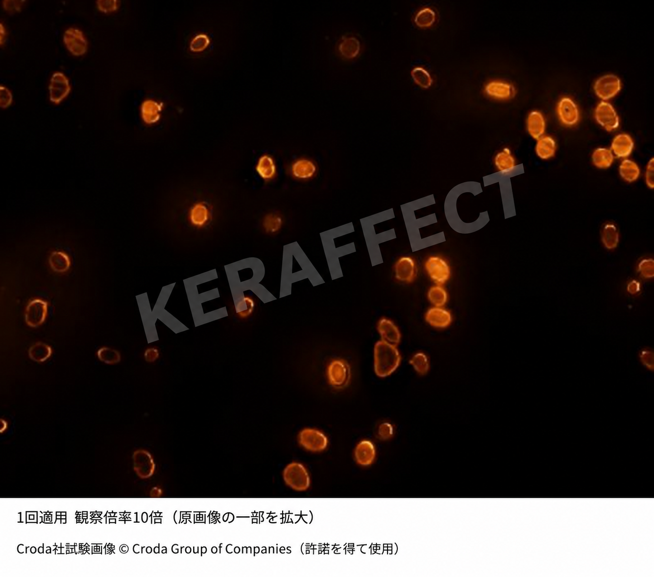 VK BOOSTER SERUM MIST 1回適用 毛髪断面 蛍光顕微鏡画像 10倍