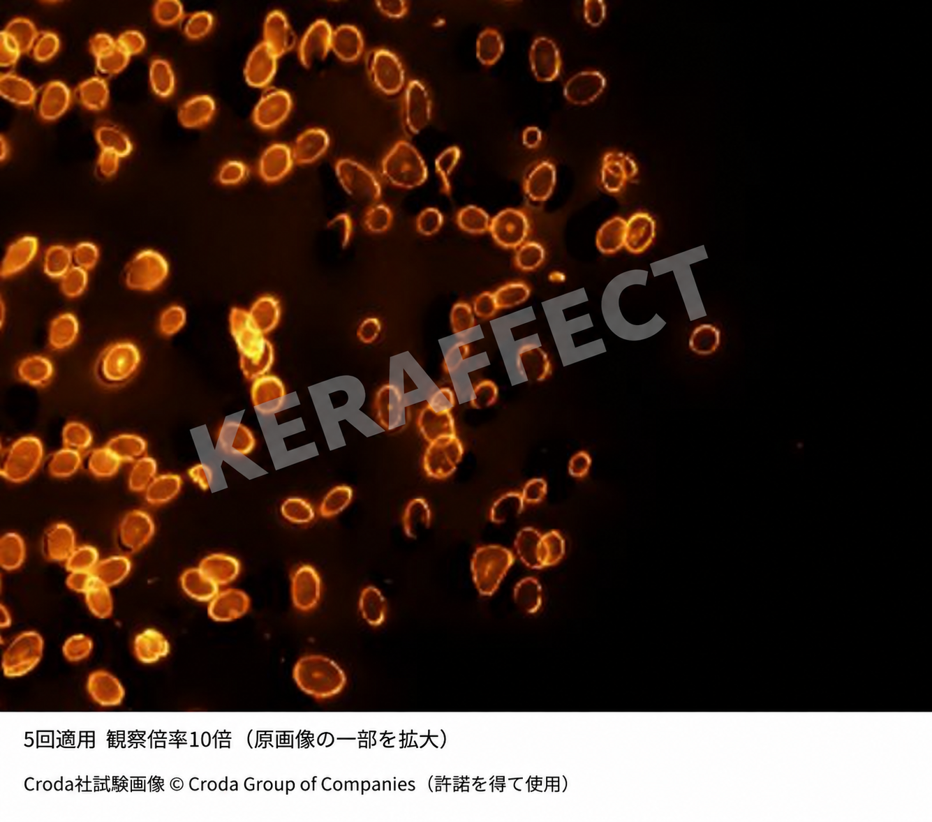 VK BOOSTER SERUM MIST 5回適用 毛髪断面 蛍光顕微鏡画像 10倍
