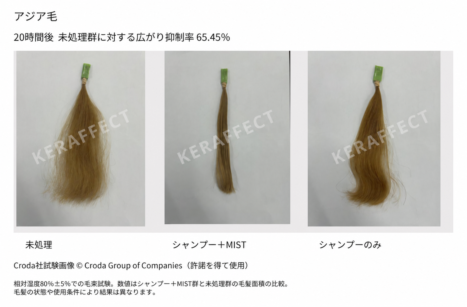 アジア毛の20時間後。左から未処理、シャンプー＋MIST、シャンプーのみ。未処理群に対する広がり抑制率65.45％