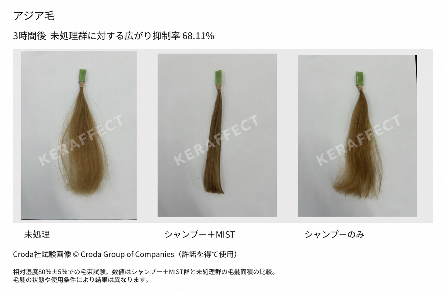アジア毛の3時間後。左から未処理、シャンプー＋MIST、シャンプーのみ。未処理群に対する広がり抑制率68.11％